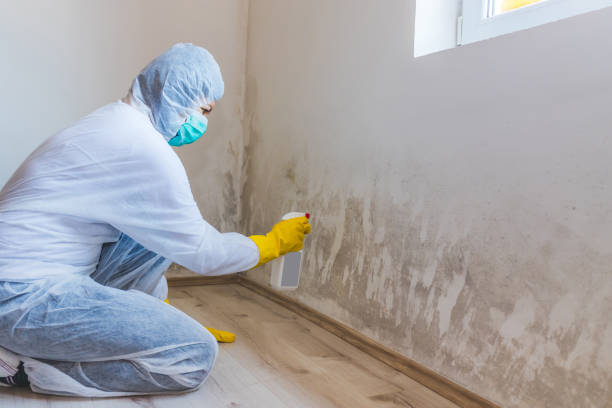Licensed Basement Mold Remediation service in Saint Petersburg, FL - Car Mold Remediation